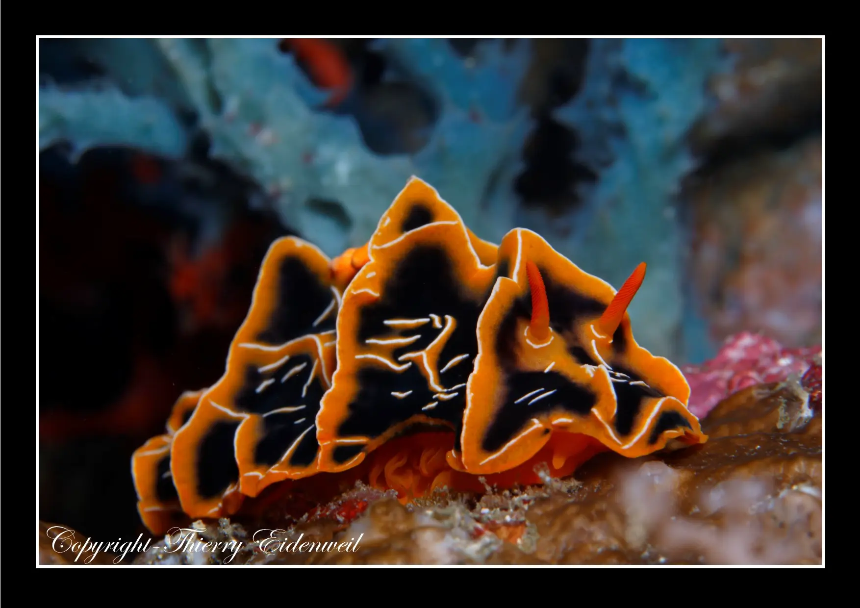 Anilao Macro Dive Media Highlight